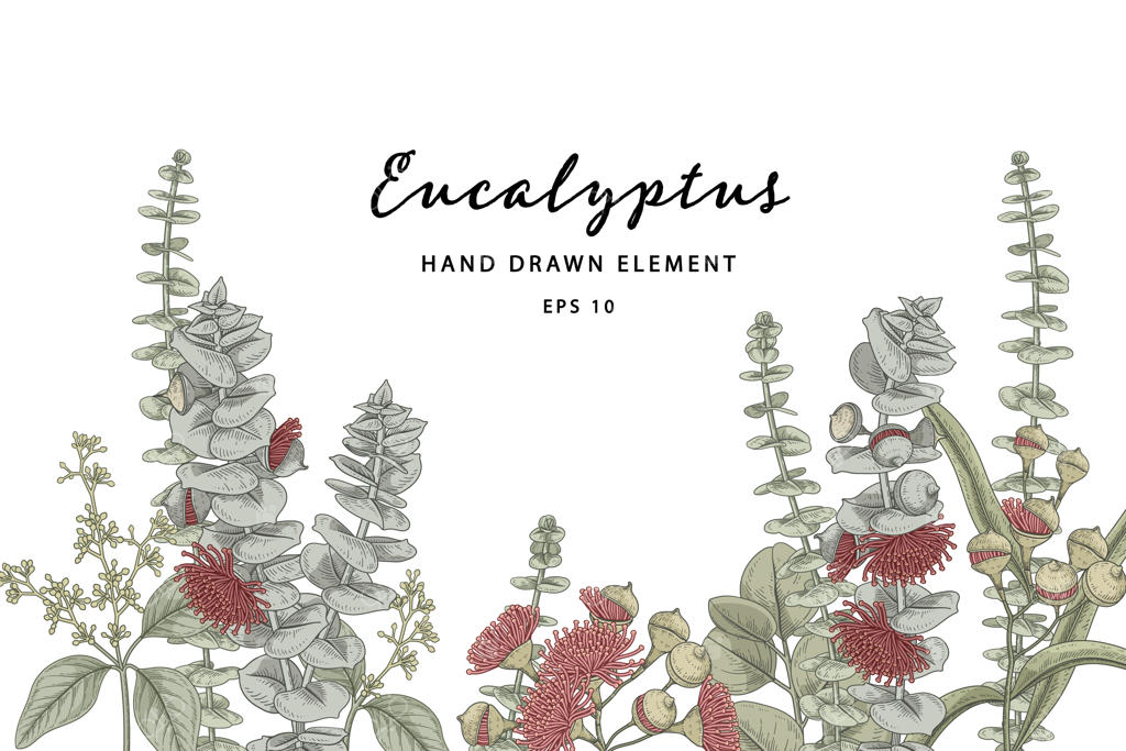 تصویر دست‌کشیده گیاه اکالیپتوس