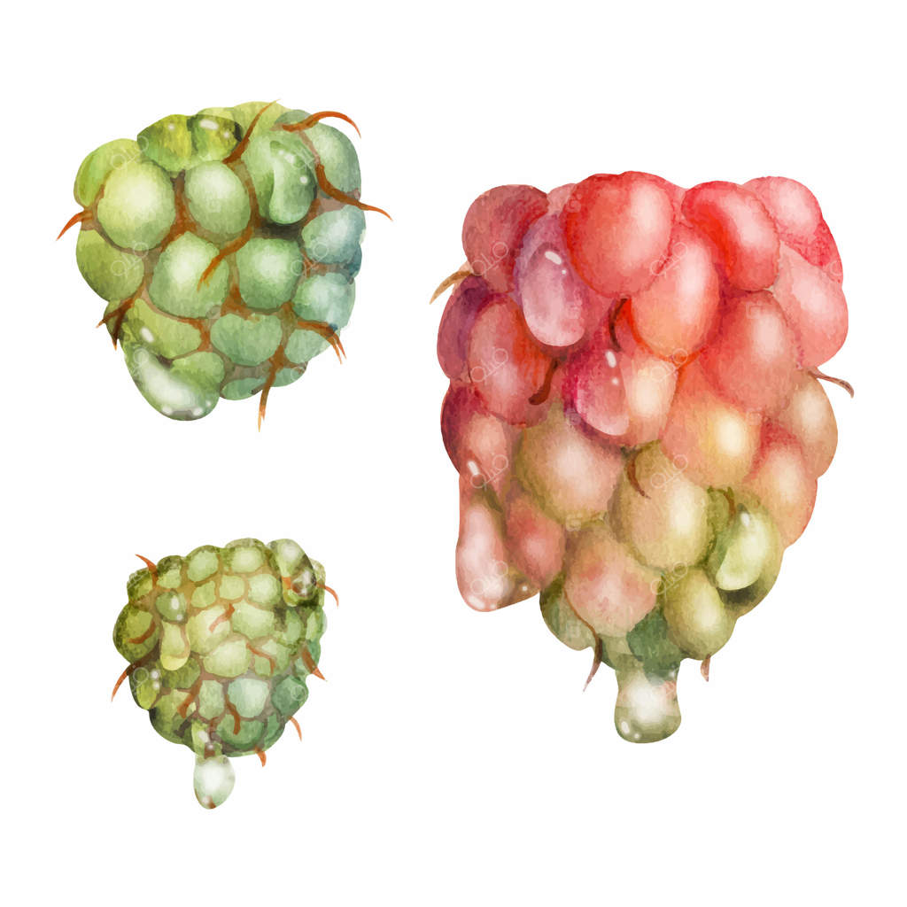 میوه‌های رسیده تمشک و زالو در قطرات شبنم آبرنگی، شاه‌توت و تمشک زرد. تصویرسازی گیاهی. مربای خانگی، نوار واشی، دکور فروشگاه خوراکی، منوی دسر