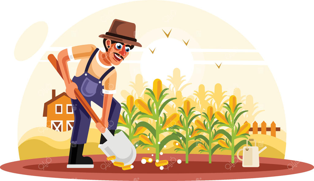 کشاورز در مزرعه ذرت