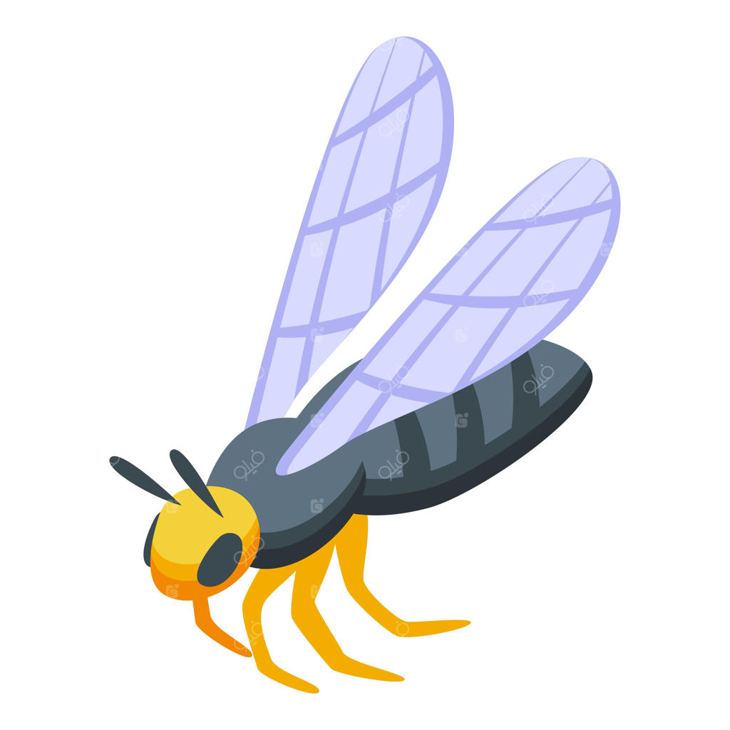 پشه مالاریای بزرگ در حال گشودن بال‌ها و آماده شدن برای پرواز