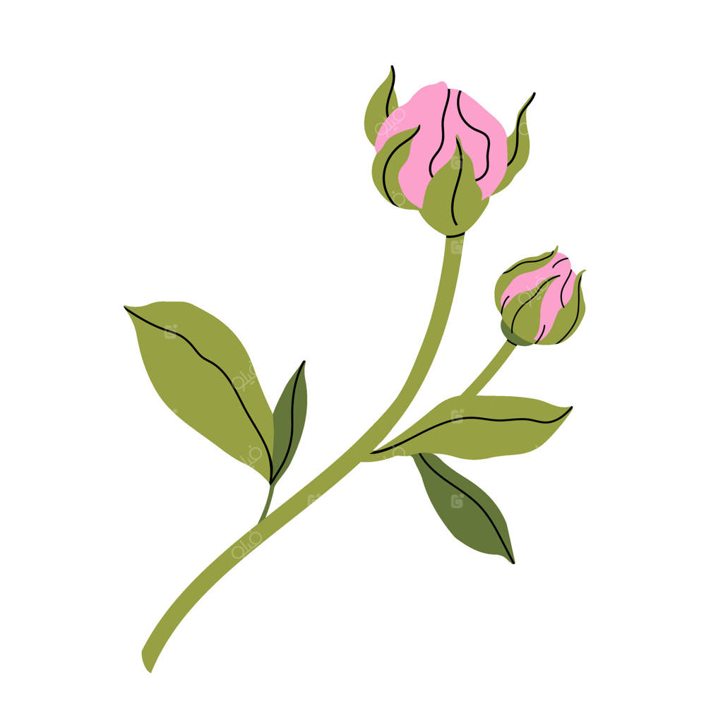 غنچه ظریف رز صورتی: زندگی ساده‌گرایانه یک گل رز کوچک صورتی با برگ‌های سبز. طراحی گیاهی شیک برای باغ و گل‌فروشی. تصویرسازی تخت.