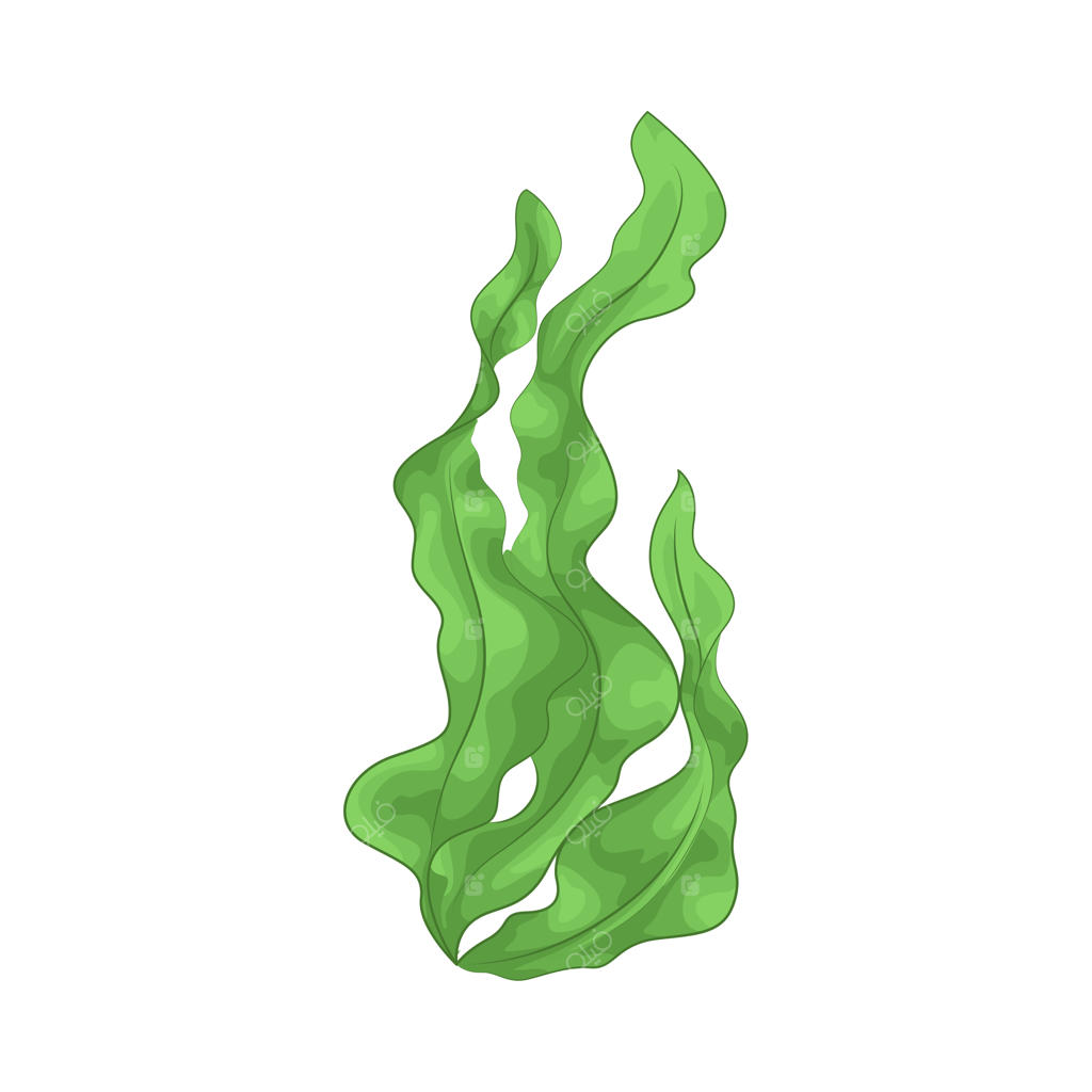 جلبک دریایی