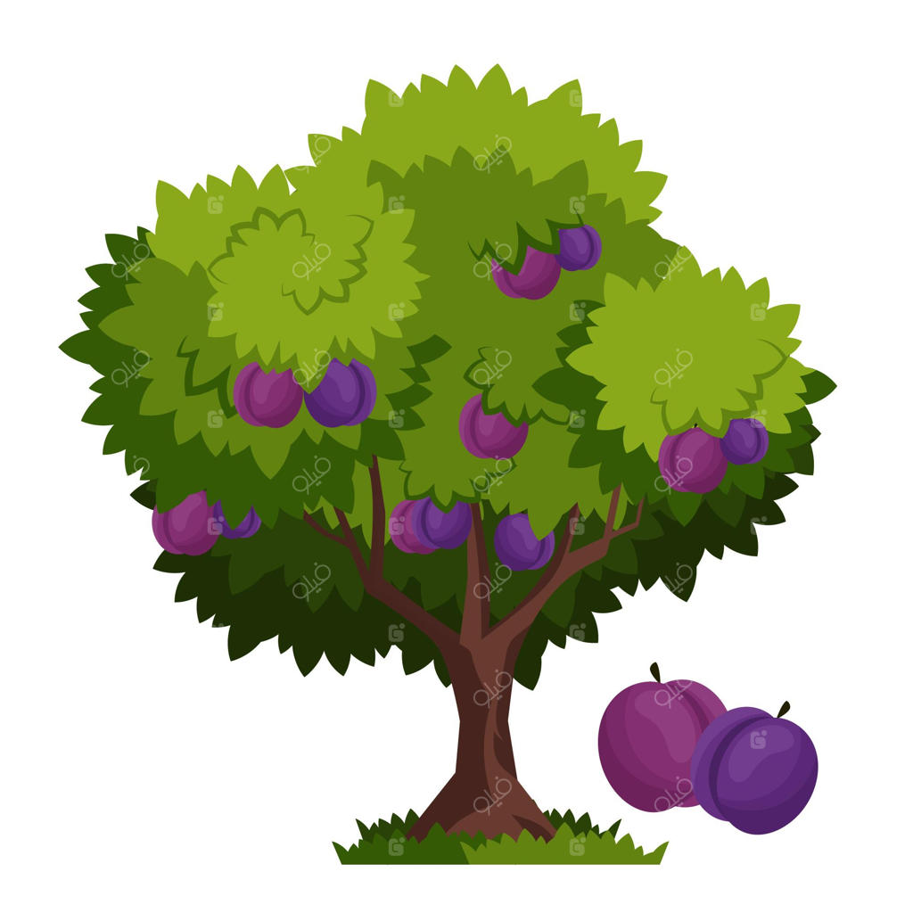 تصویر دقیق از درخت آلو