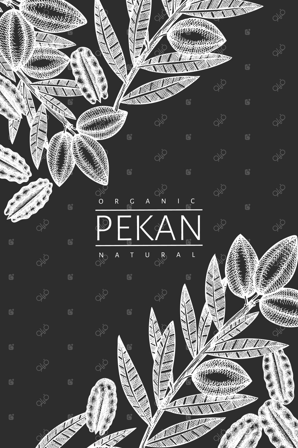 طرح شاخه و مغز گردو با طراحی دستی. تصویرسازی غذای ارگانیک روی تخته گچی. تصویر کلاسیک از آجیل.