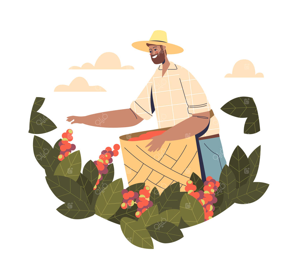 کشاورز مرد در حال برداشت دانه‌های قهوه از درخت در مزرعه قهوه