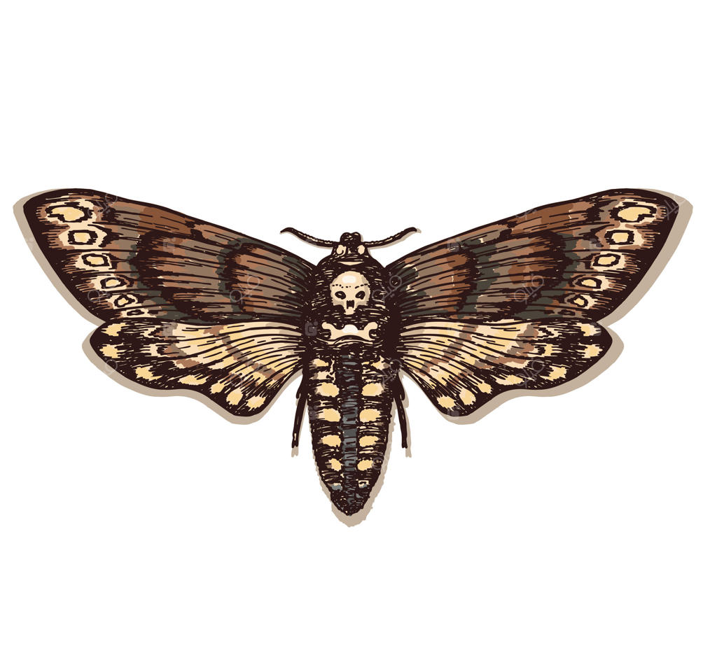 پروانه سر مرگ: شاهین بید سر مرگ. طراحی دستی با جوهر به سبک حکاکی مدرن. طرح خالکوبی شاپرک. نقاشی قدیمی برای چاپ تی‌شرت، پوستر، کتاب رنگ‌آمیزی و خالکوبی.