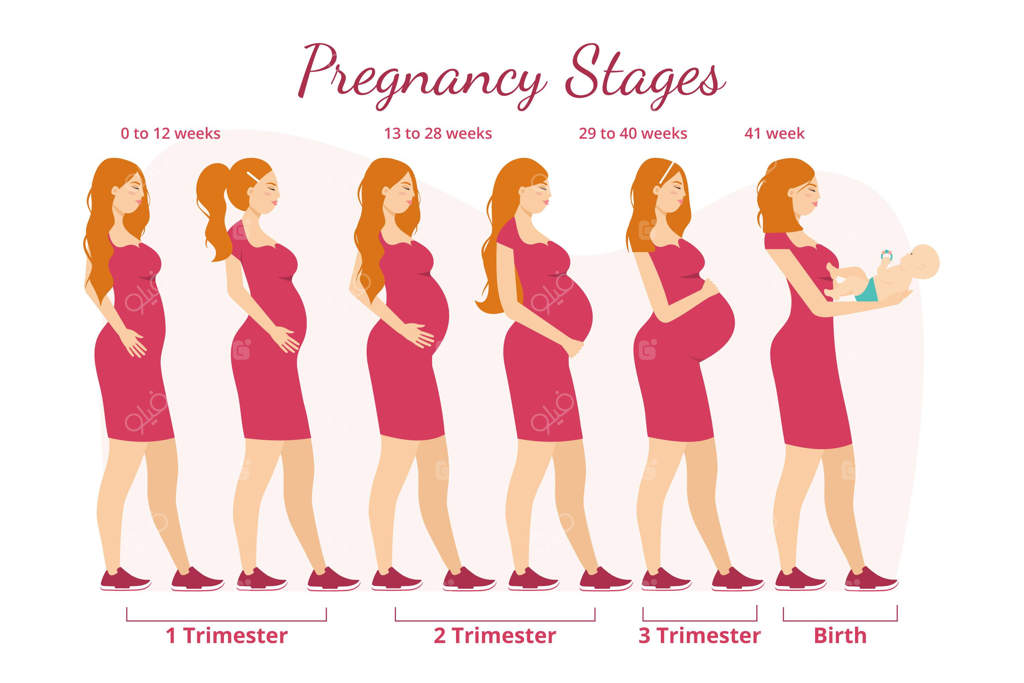 مفهوم تصویرسازی مراحل بارداری