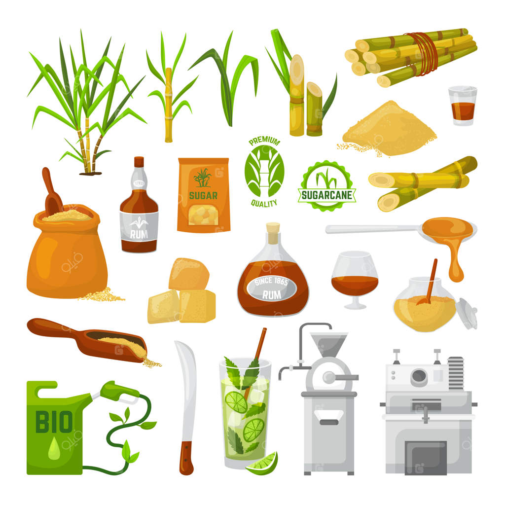 نیشکر: ابرغذای طبیعی در دنیای سفید. ساقه با برگ‌ها و شکر دانه‌ای، گیاه شیرین ارگانیک، بطری رم طبیعی. تولید گلوکز نیشکر.