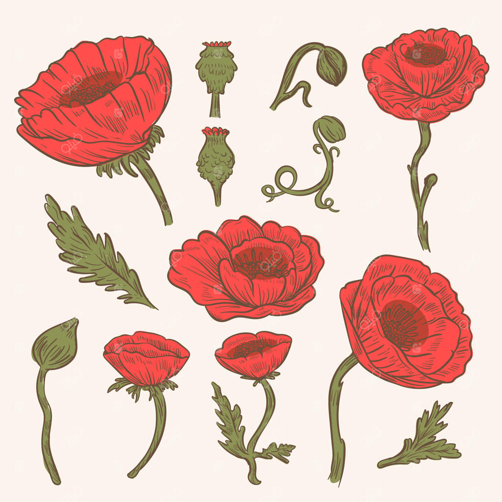 مجموعه‌ای از طراحی‌های دستی گل شقایق