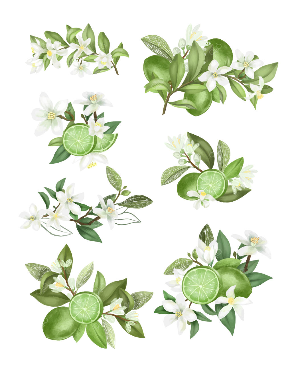 دسته گل ها و ترکیب بندی های دست‌ساز از شاخه‌های درخت لیمو سبز در پس‌زمینه‌ای سفید