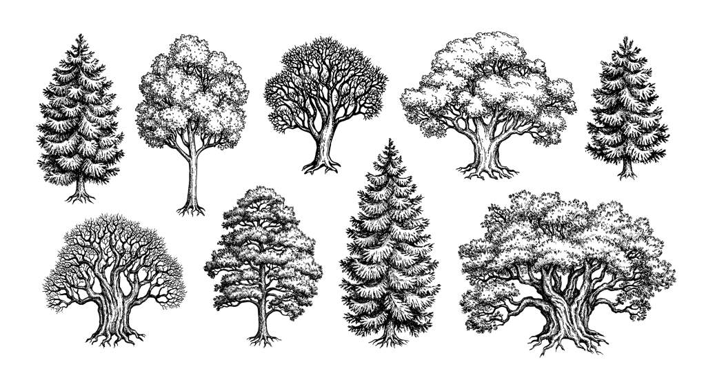 مجموعه‌ای از درختان جنگلی