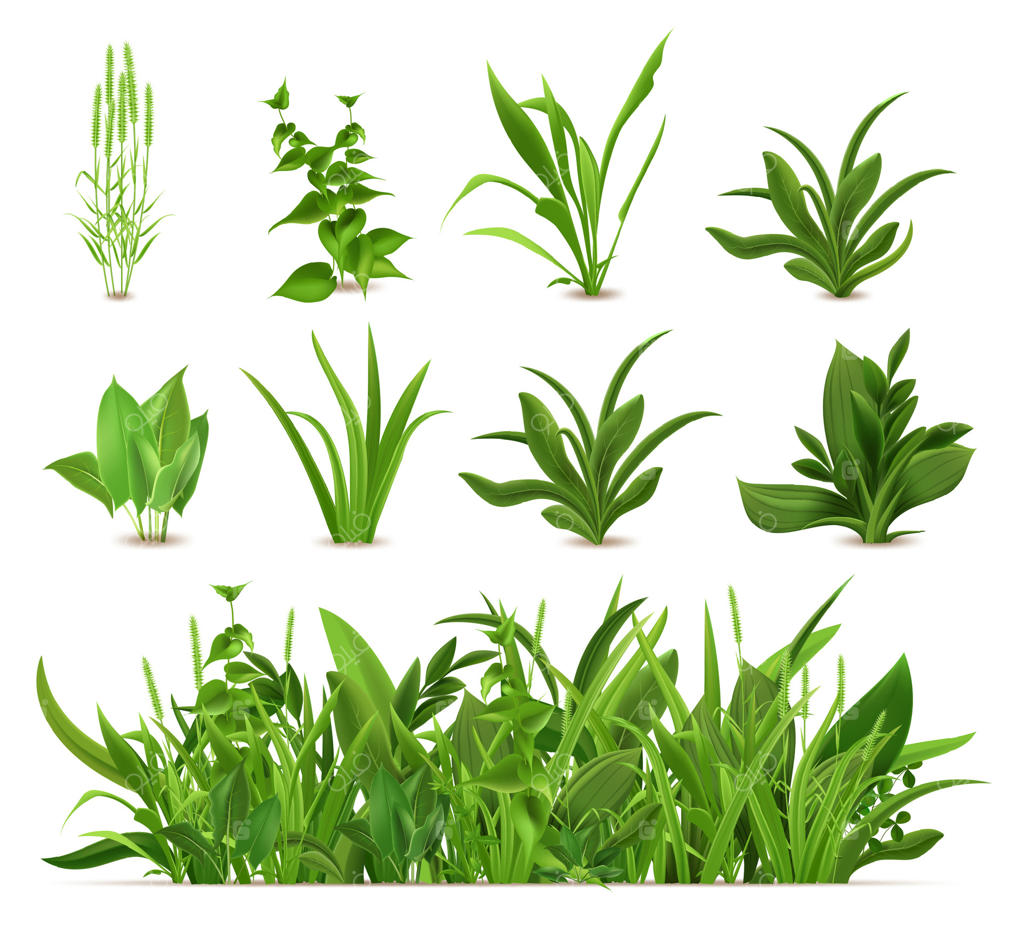 چمن بهاری طبیعی و سبز: مجموعه‌ای از وکتورهای گیاهان تازه، رشد فصلی، سبزیجات، گیاهان دارویی و برگ‌ها