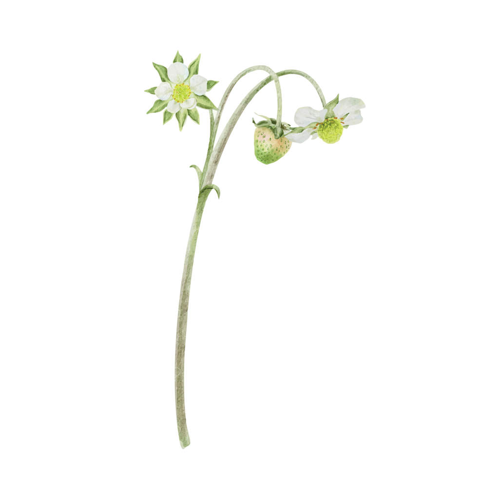 رنگ آمیزی گیاه توت‌فرنگی با توت‌های سبز و شکوفه‌ها. تصویر آبرنگی گل‌های باغ. چاپ دستی و روستایی برای بسته‌بندی، لوازم آرایشی، پوستر، کارت و کشاورزی