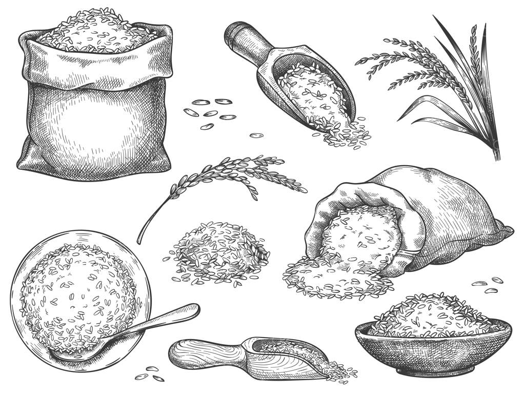 آرد برنج دست‌ساز: غلات سنتی، شامل گندم، چاودار، جو، برنج باسماتی یا یاسمن. دانه‌ها در کیسه و قاشق – مجموعه‌ای از طرح‌های قدیمی و زیبا از دانه‌ها و غلات.