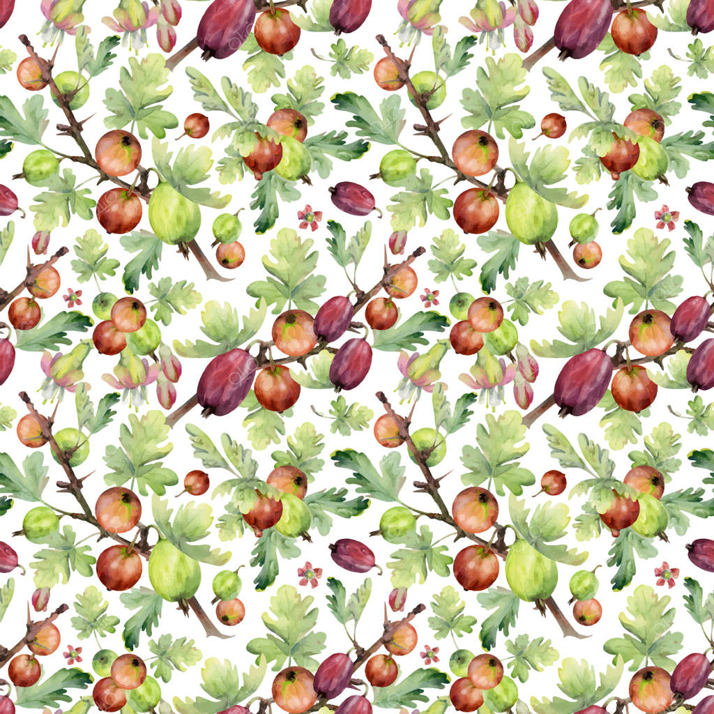 انگور فرنگی و مویز: توت‌های باغی با برگ‌ها و گل‌ها که بر شاخه‌های دارای خار آویزان‌اند. طراحی با دست و آبرنگ. پترن یکپارچه. نوشیدنی‌های خانگی، بسته‌بندی، پس‌زمینه و کاغذ دیواری.