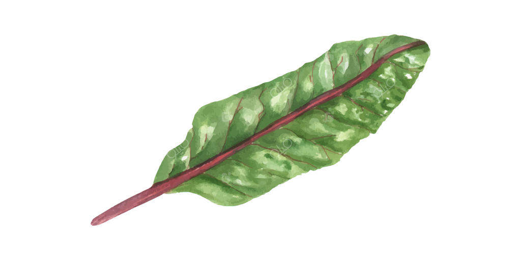 سالاد چارد یا برگ چغندر: برگ کاهو. گیاه باغچه به عنوان ماده‌ای برای سوپ و سالاد. سبزی ارگانیک برای غذاهای سالم. تصویر گل آبرنگی. مناسب برای دستور پخت، منو و کتاب آشپزی.