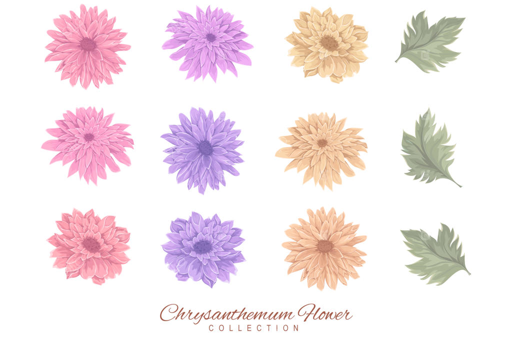 مجموعه‌ای از گل‌ها و برگ‌های رنگارنگ داوودی