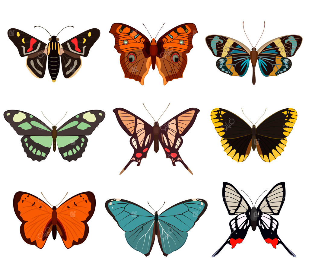 مجموعه پروانه و شب‌پره‌های واقع‌گرایانه