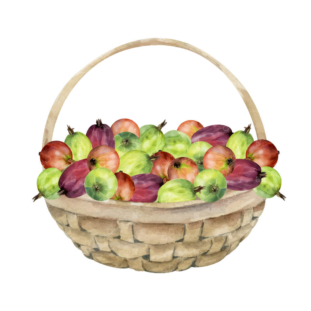 تصویر آبرنگی از انگور فرنگی در سبد بافته شده: برداشت توده‌ای از توت‌های رسیده باغ، انگورفرنگی، و جُستابری. تصویر جداگانه مناسب برای منوی رستوران، کتاب آشپزی، یا خرید از بازار کشاورزان.