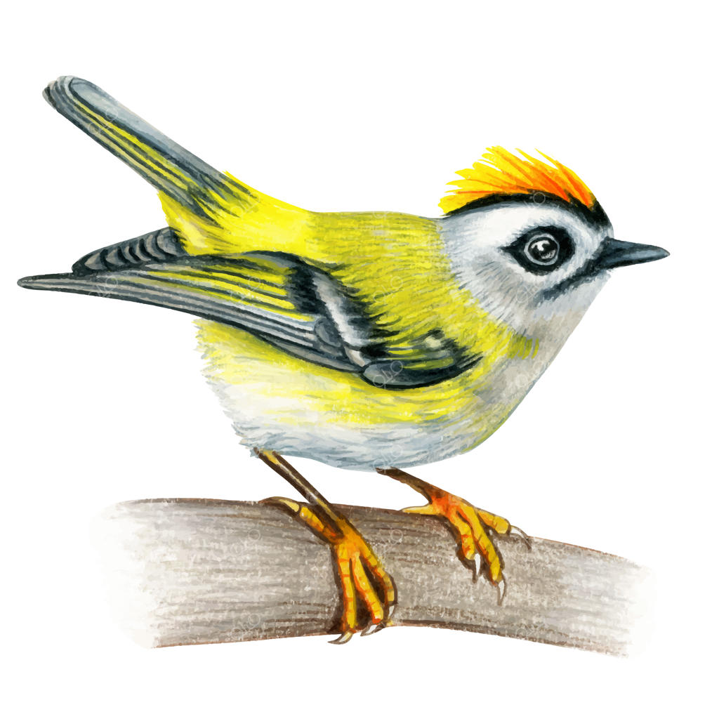 نقاشی دستی پرنده تاج‌زرین با آبرنگ و مداد رنگی