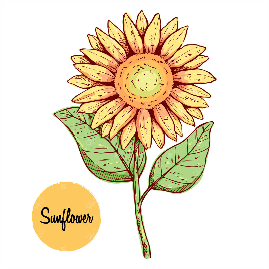 آفتابگردان رنگارنگ با طراحی دستی: تصویرسازی گل با سبک قدیمی و دست‌کشیده