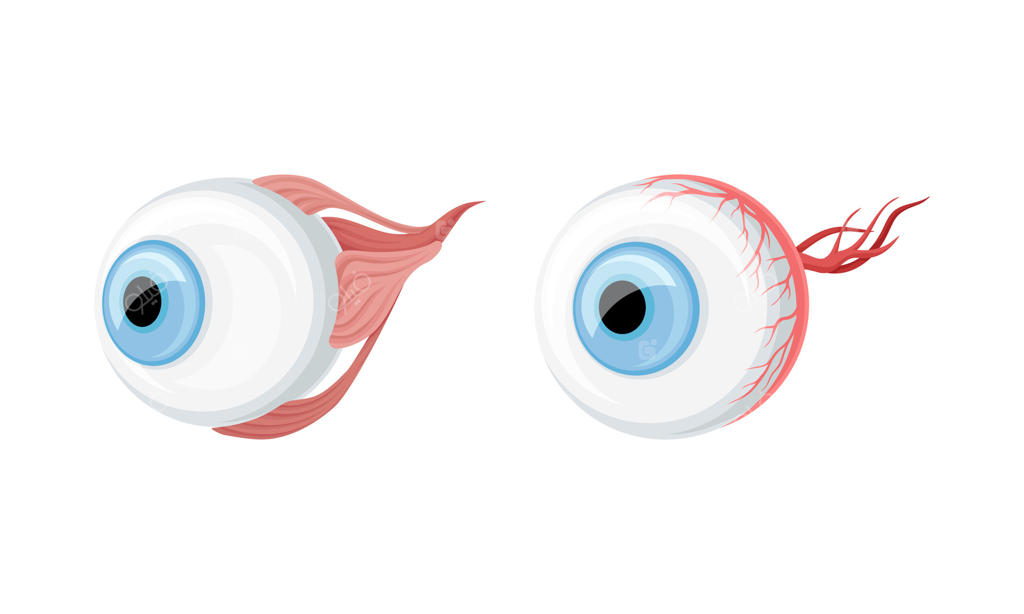 تصویر کارتونی از اعضای اهدایی بدن انسان: چشم‌ها