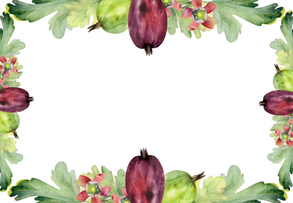 انگور فرنگی و انواع توت‌های رسیده در باغ، جوانه‌های گل زنگوله و برگ‌ها. کشمش، هاکلبری و جستابری به صورت دستی با آبرنگ کشیده شده‌اند. تصویرسازی قاب گوشه‌ای برای مرز. لوازم التحریر عروسی، فروشگاه گل‌فروشی.