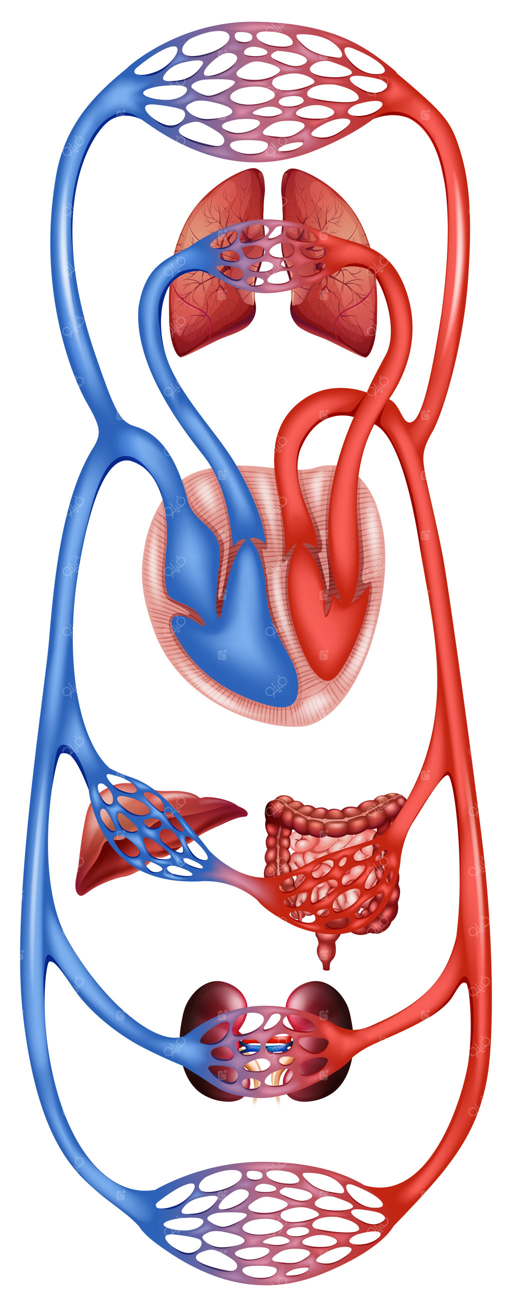 گردش خون در بدن