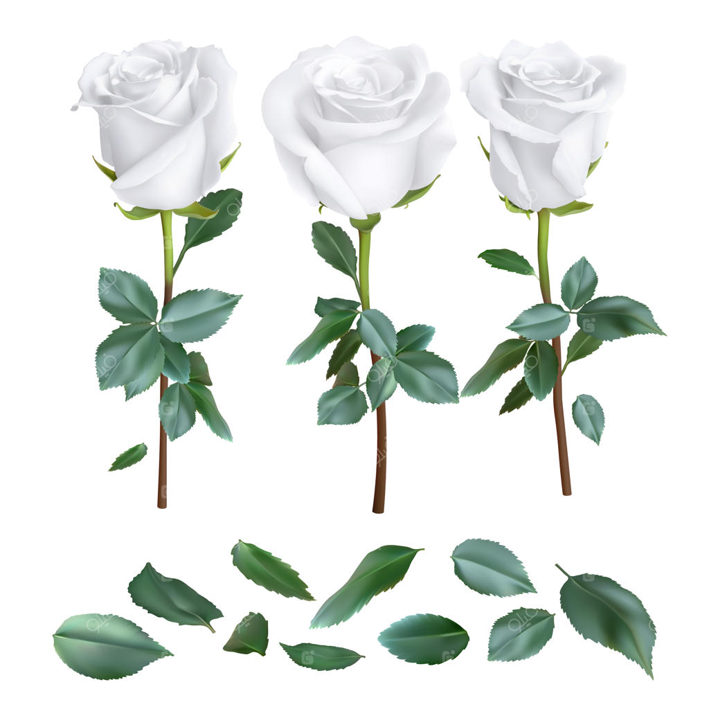 مجموعه طراحی واقع‌گرایانه گل رز بر روی زمینه سفید