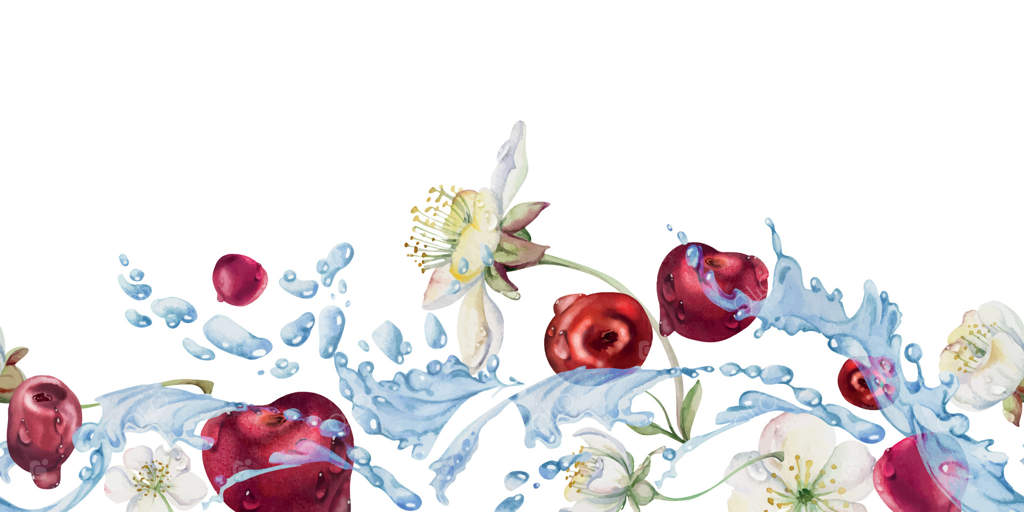 آلبالوهای ترش و شیرین شناور در آب، توت‌های سرخ و برگ‌های باغ، نقاشی شده با آبرنگ. بنر پیوسته برای منو رستوران و کافه، بازار کشاورزان، عروسی