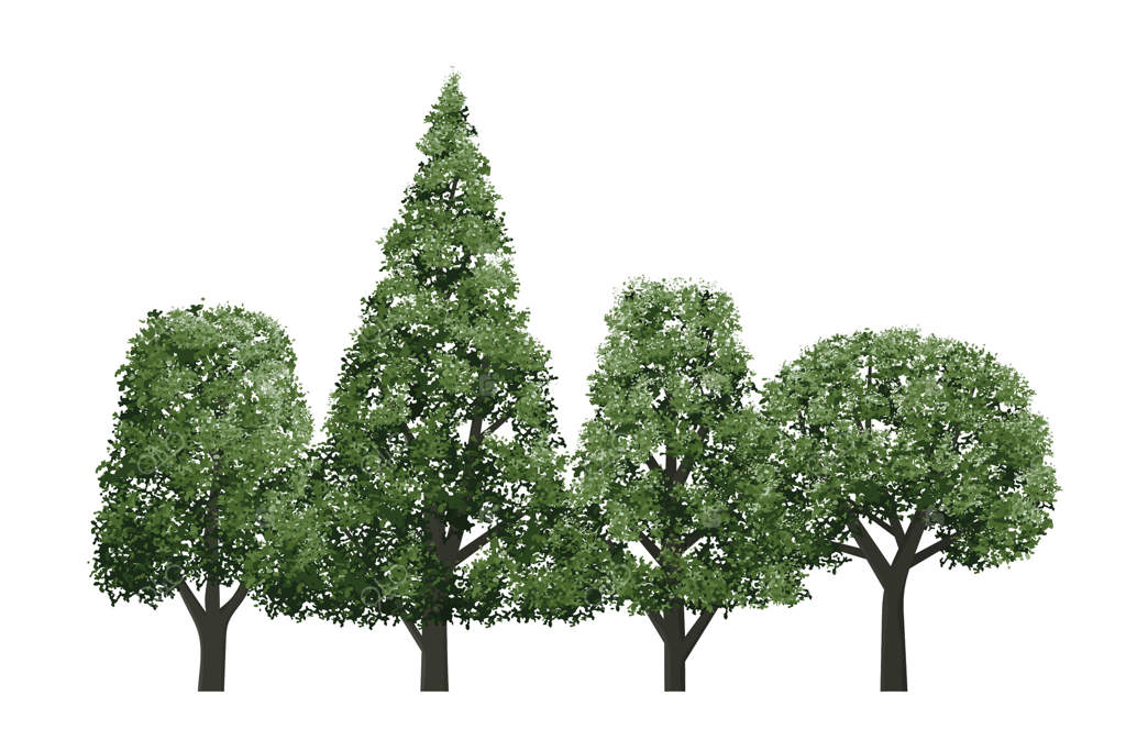 مجموعه‌ای از درختان سبز جدا شده روی پس‌زمینه سفید برای ترسیم معماری و مناظر، عناصر مناسب برای محیط زیست و باغ.