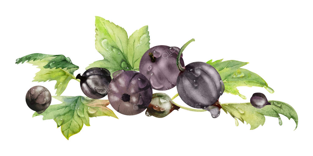 انگورفرنگی، برگ‌های کشمش، دسته‌ای از توت‌های رسیده‌ی باغی: بلوبری، ژوئن‌بری، کیسله و جوس‌بری. تصویرسازی گیاهی مجزا، نقاشی با دست به آبرنگ. هنر کتاب آشپزی، بسته‌بندی صنایع غذایی، خواربار فروشی.