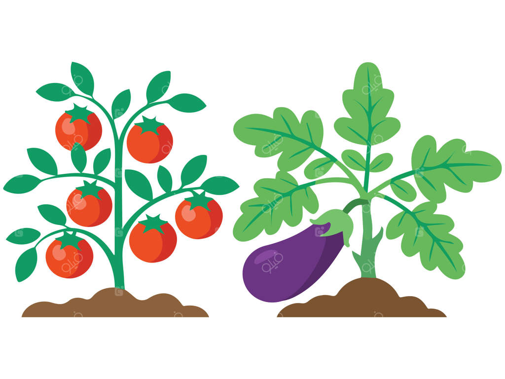 تصویر جداگانه باغ سبزیجات ارگانیک با بادمجان و کدو تنبل روی زمینه سفید