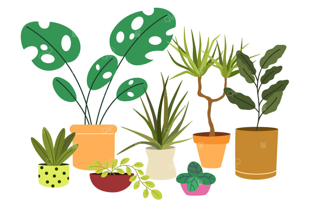 گیاهان آپارتمانی در گلدان‌ها: ترکیب گیاهان سبز آپارتمانی. باغچه خانگی با گیاهان آپارتمانی، شادابی، ساکولنت در گلدان، سبد، گلدان گل. تصویرسازی تخت، جدا شده بر روی زمینه سفید.