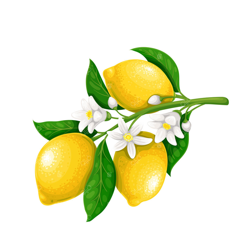 شاخه گلدار لیمو با میوه‌ها