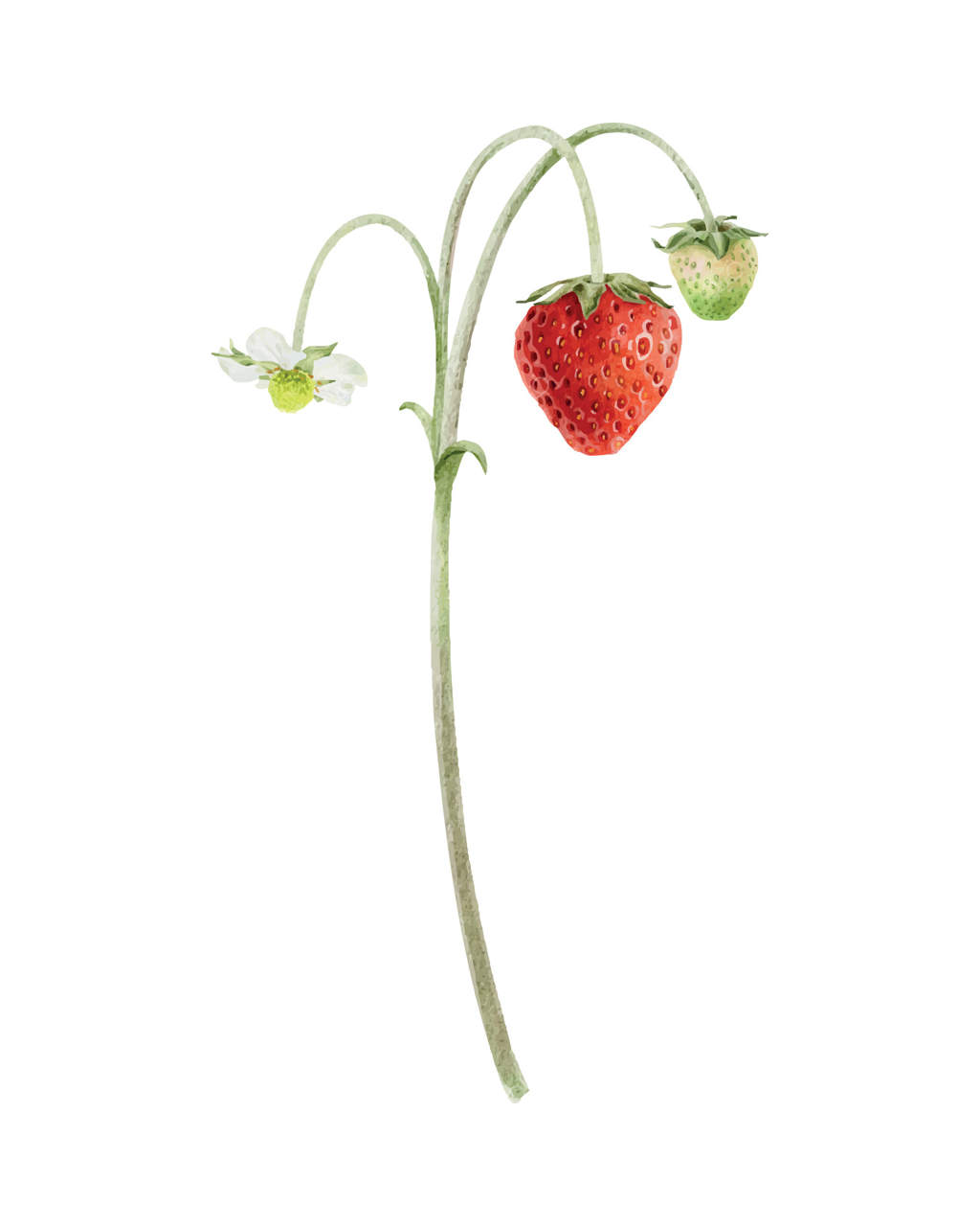 شاخه توت فرنگی باغی با میوه‌ها و گل‌ها. تصویرسازی آبرنگی از توت‌های قرمز و سبز روی ساقه‌ها. عنصر گیاهی دست‌کشیده به‌صورت مجزا برای بسته‌بندی، محصولات آرایشی، طراحی وب، کارت‌ها، کشاورزی، زراعت