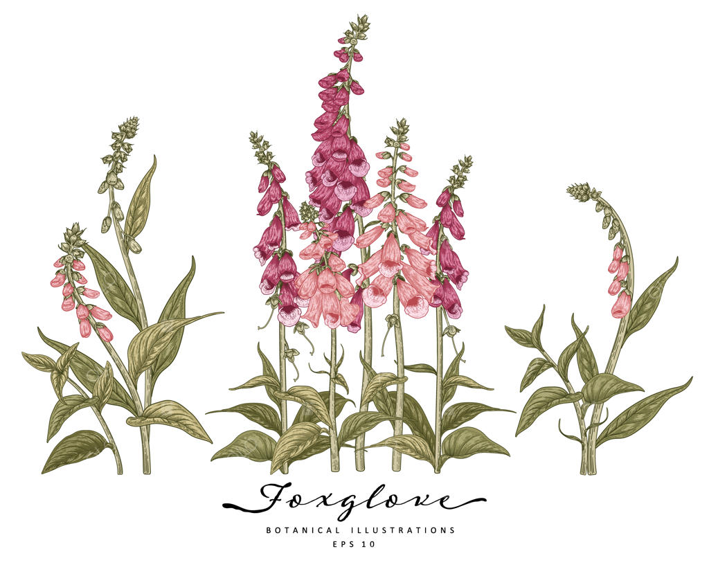 مجموعه تزئینی گل انگشتانه روی زمینه سفید