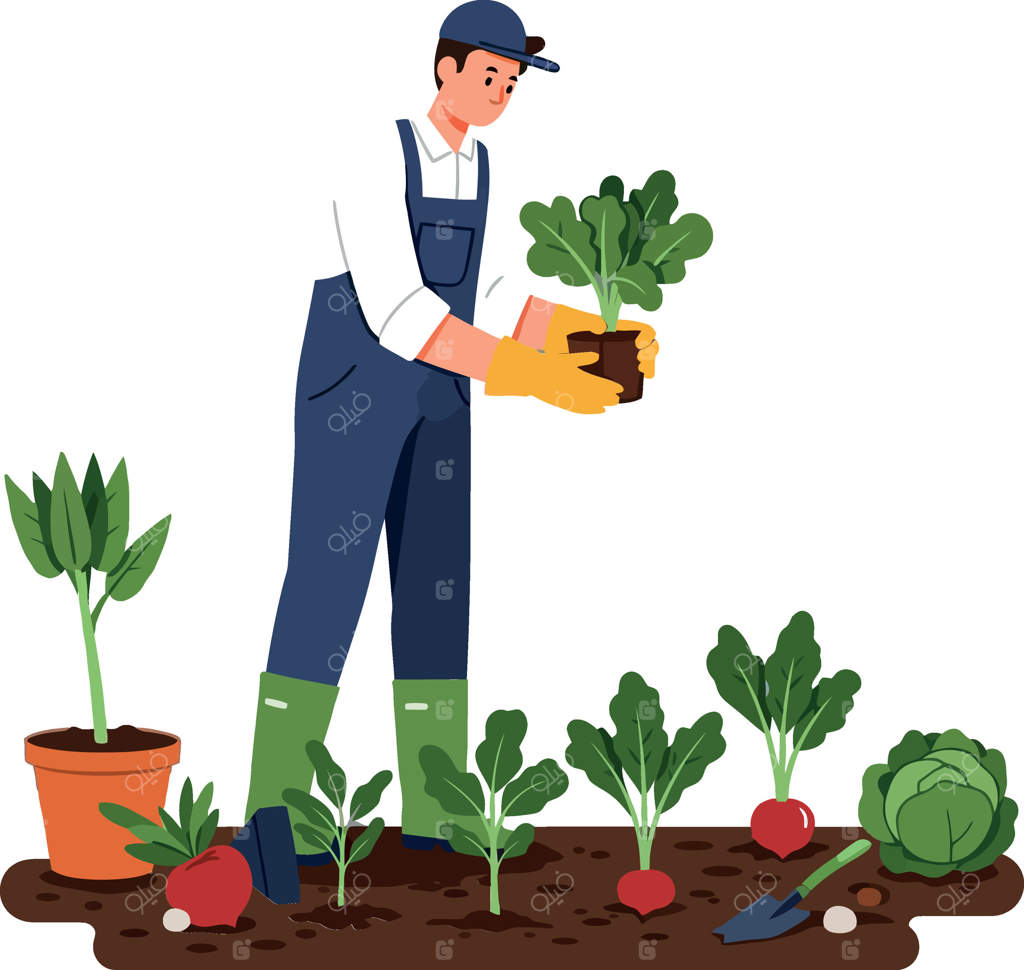 باغبان در حال کاشت سبزیجات در خاک به همراه تصویرسازی صاف