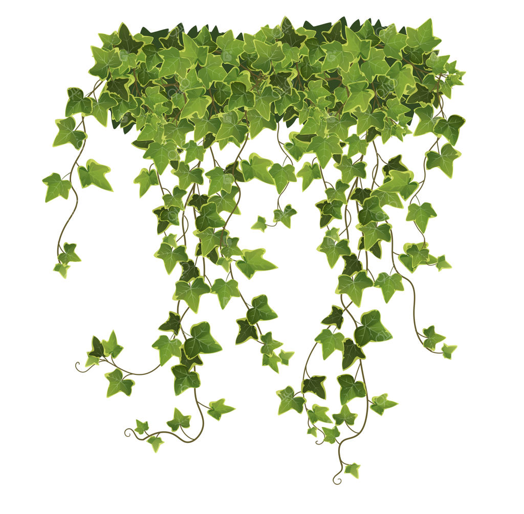 برگ‌ها و شاخه‌های پیچک کارتونی روی پس‌زمینه سفید