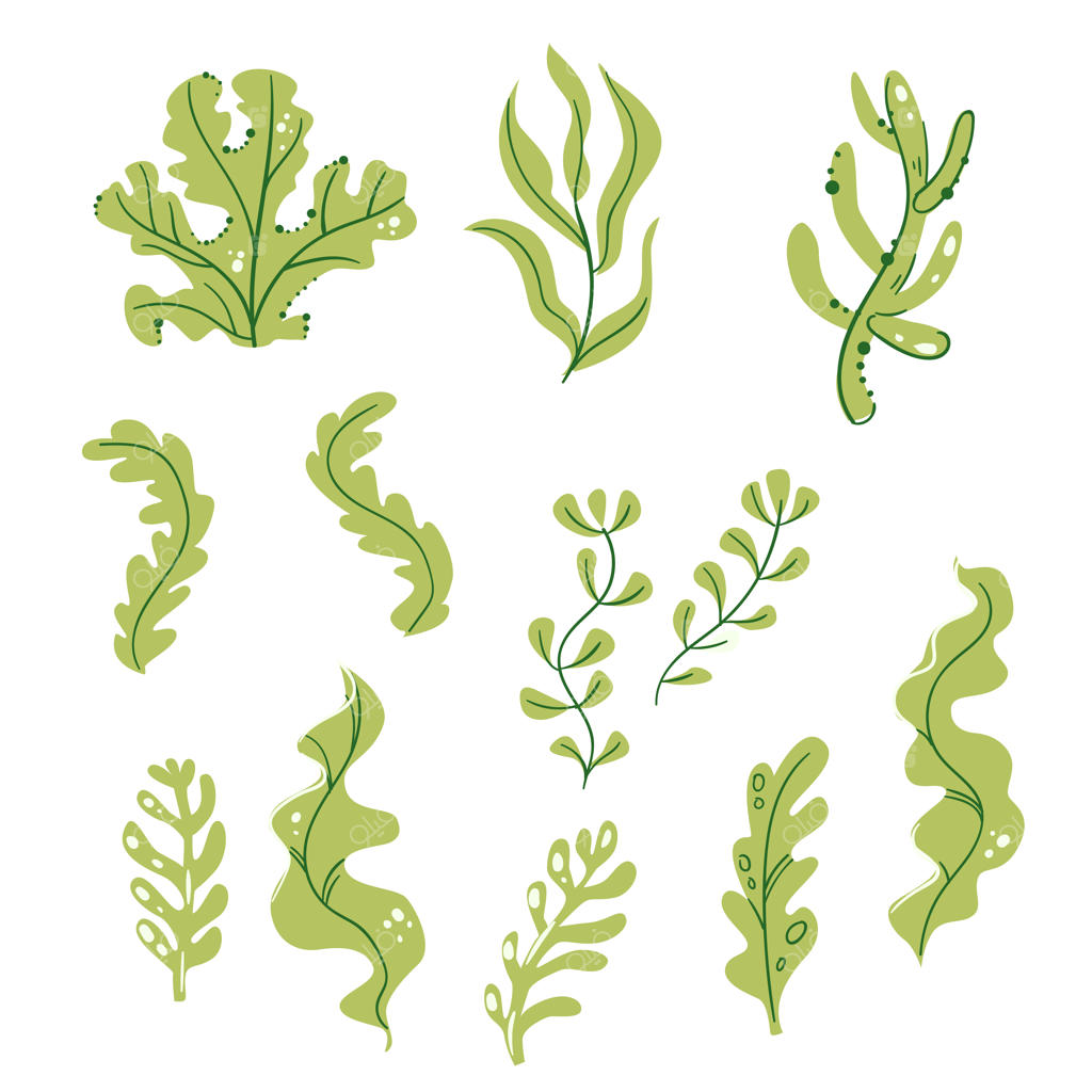 مجموعه آبرنگی جلبک، مرجان و سنگ‌های زیر آب