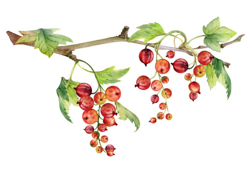 انگور فرنگی و برگ‌های سبز، نقاشی دستی با آبرنگ، توت‌های باغی روی شاخه‌ها در خوشه‌ها. تصویر جداگانه برای برچسب‌های صنایع دستی اکو، شمع‌های معطر و برچسب‌های مواد غذایی مربا.