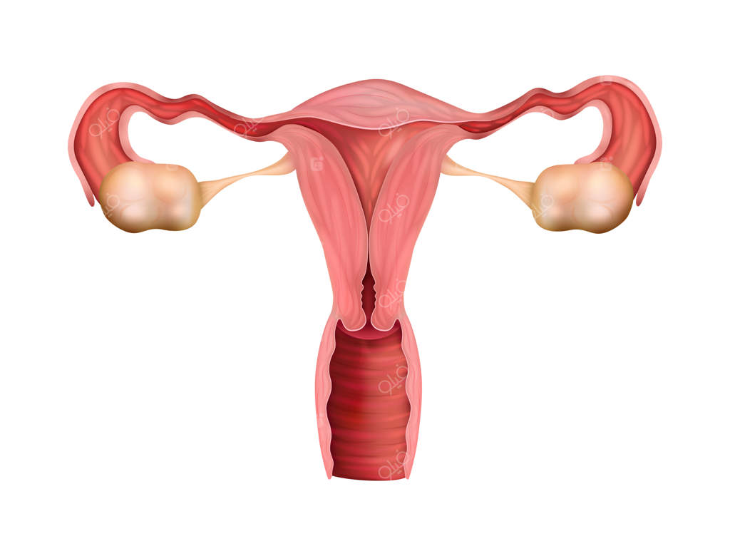 ترکیب آناتومی سیستم تولیدمثل زنانه با تصاویر واقعی در پس‌زمینه‌ ساده - تصویرسازی وکتور
