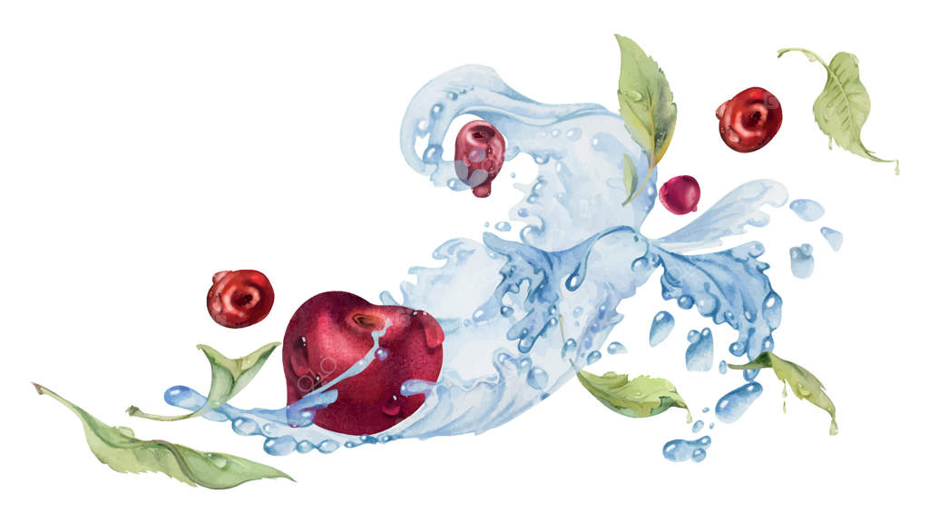 آلبالو شیرین و ترش در حال پرواز در قطرات آب، نقاشی شده با آبرنگ، توت قرمز رسیده باغی با برگ‌ها. تصویر ترکیبی جداگانه. منوی رستوران، بازار کشاورزان، عروسی.