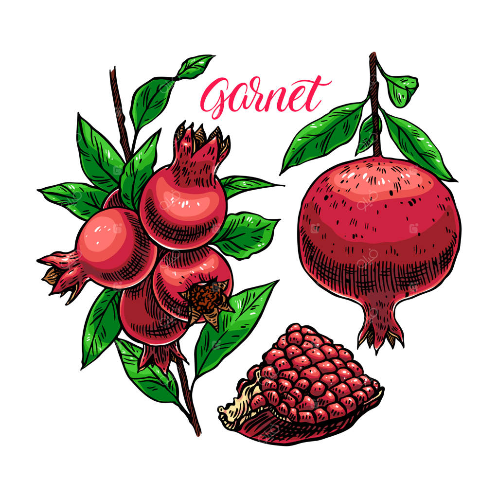 مجموعه‌ای از انار تازه و آبدار با دانه‌ها. تصویرسازی با دست کشیده شده