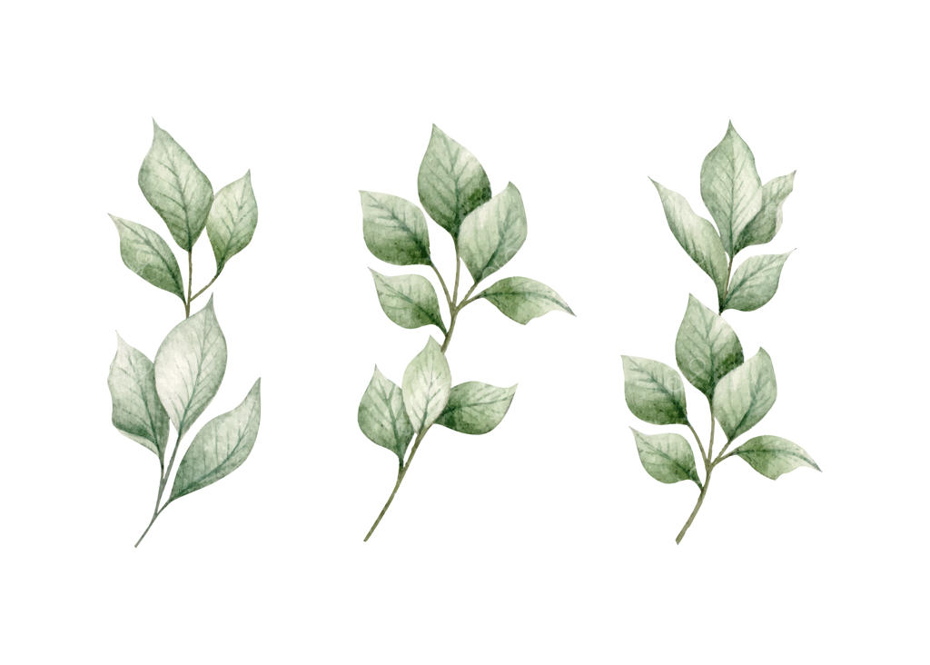 مجموعه‌ای از شاخه‌های برگ سبز روی زمینه سفید