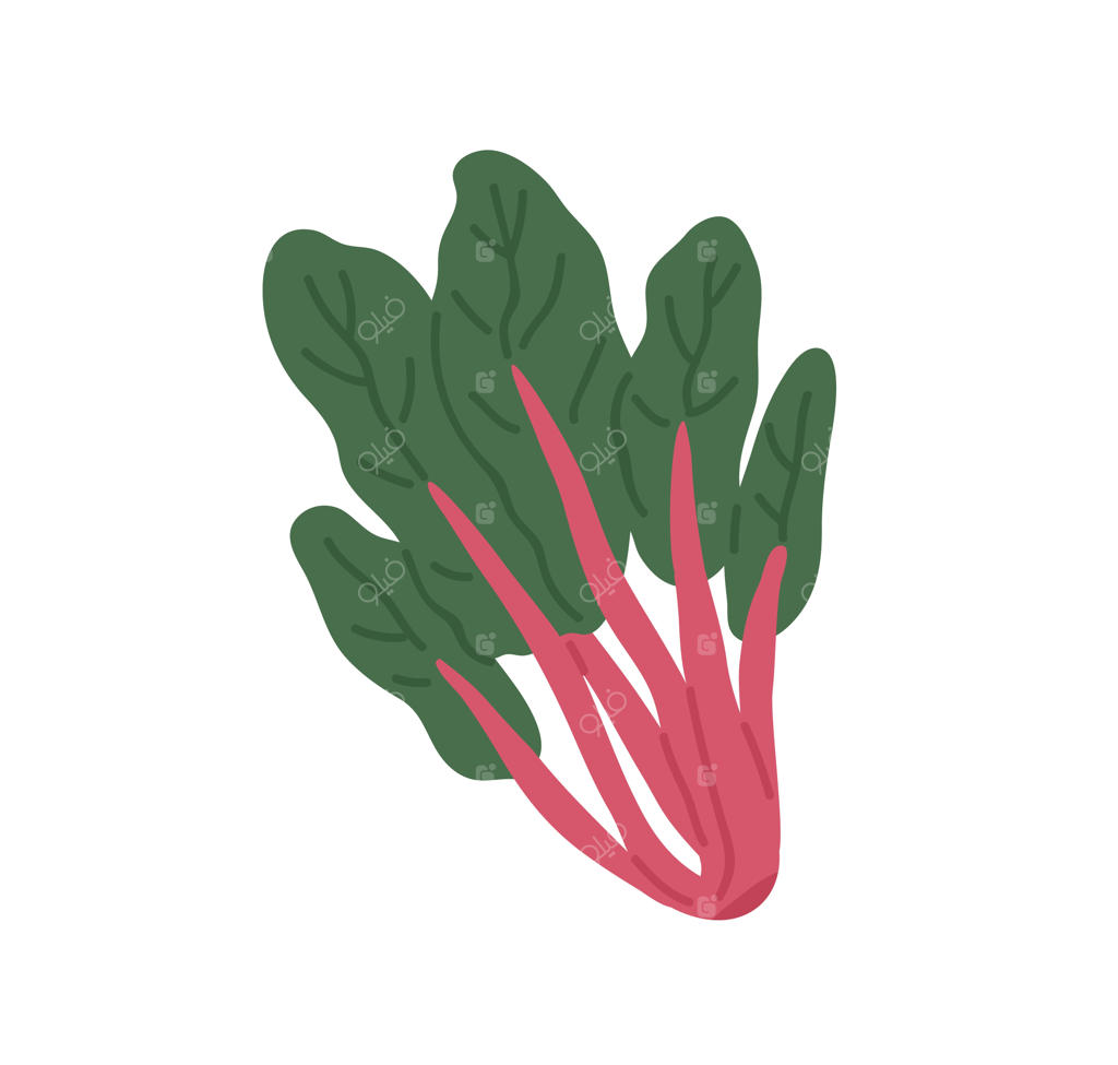 دسته‌ای از برگ‌های تازه چارد سوئیسی با ساقه‌های قرمز و برگ‌های سبز. سبزی خام برگ‌دار. نماد اسفناج چغندر. تصویرسازی تخت از سبزی با برگ‌های مجزا بر روی زمینه سفید.