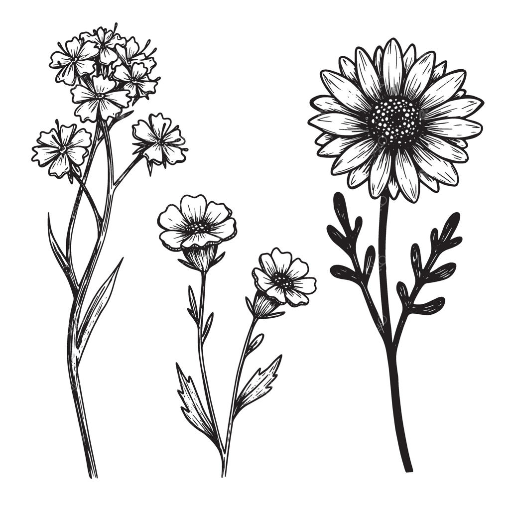 مجموعه‌ای از تصاویر گل‌های دستی با طراحی گل‌های بابونه و عناصر گیاهی دقیق