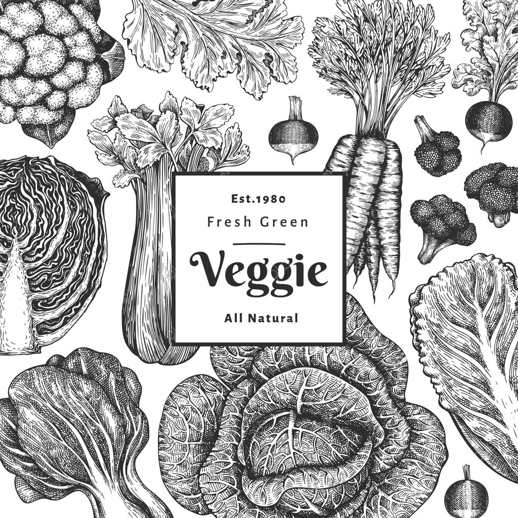 طرح دستی سبزیجات. قالب بنر وکتور غذای ارگانیک و تازه. پس‌زمینه سبزیجات قدیمی. طراحی گیاهی به سبک حکاکی.