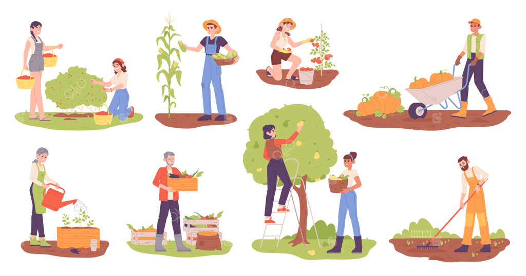 کشاورزان در حال برداشت: کارگران کشاورزی مشغول جمع‌آوری محصولات، چیدن میوه‌ها و سبزیجات از مزارع و باغ‌ها