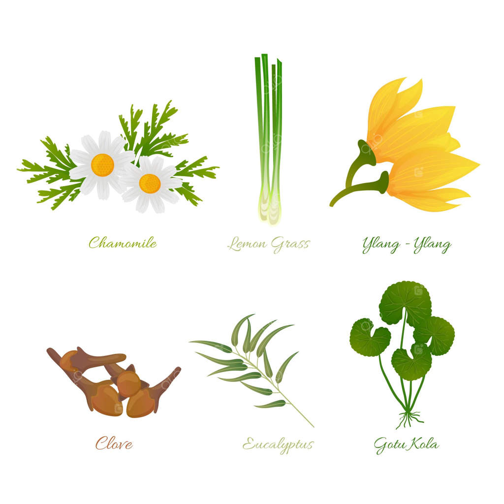 مجموعه کامل گیاهان اسانس دار